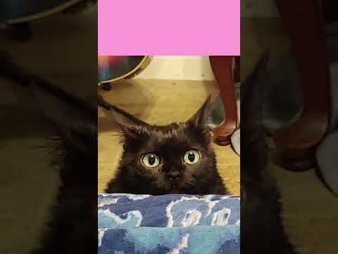Dwarf Cats Explained in 56 seconds