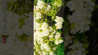 🏕 3 Song from a Secret Garden  - Hauser 🎶 캐나다 부차드 가든 🇨🇦 The Butchart Gardens