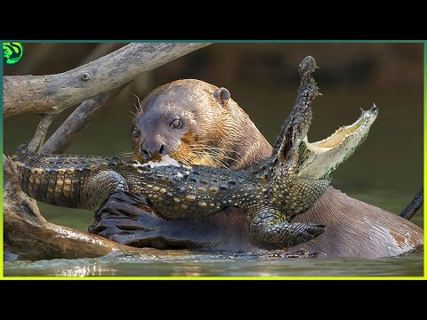 15 Unbelievable Otter Hunts Ever Recorded