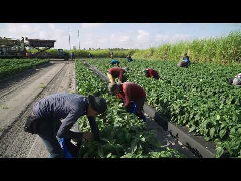 ROOTS: Stories behind the people that help feed the world.