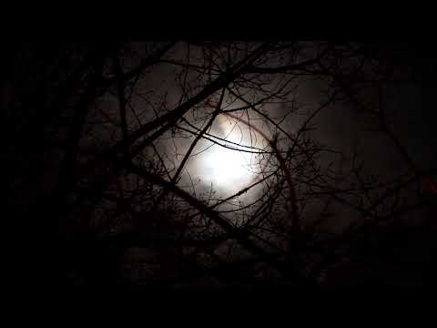 Royalty Free Stock Video | Spooky Moon and Fog Through Trees