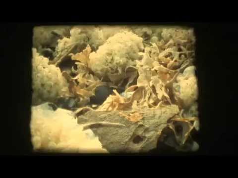 Normandy (16mm) bolex shortfilm 2013