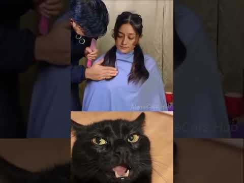 give this video😈 title#cat #memes #funny