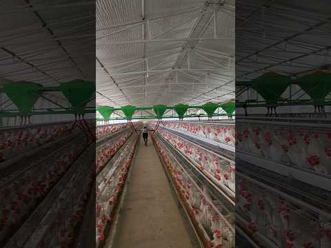 Power ! 3000 kg feed trolley | layer poultry farm me feed kaise dete hai #shorts #layerpoultryfarm