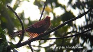 preview picture of video 'Panama: birding with fun'