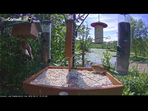 Juvenile Starlings Battle It Out at the Feeders – June 21, 2018