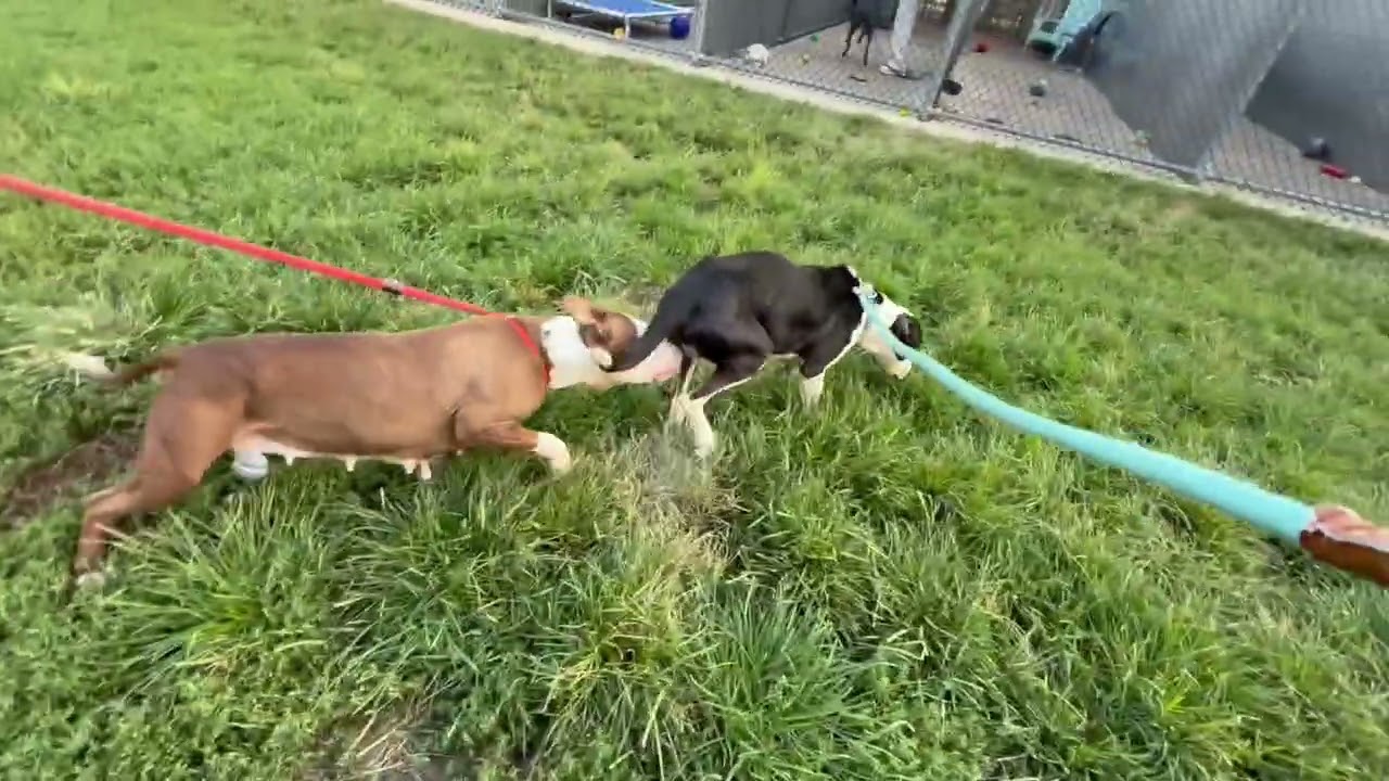 Michelin's Leash Test