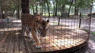 preview picture of video 'Moving the Texas Tigers home from vacation at Big Cat Rescue'