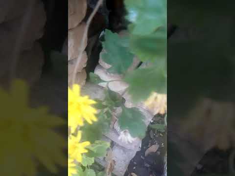 Flowers glowing  R Manjula