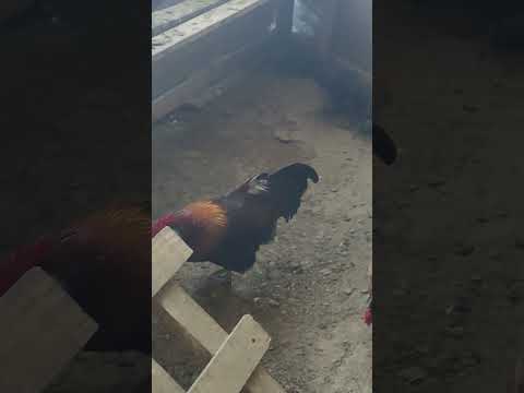 ketros en reproducción gallina mapuche chile séptima región del Maule Licanten