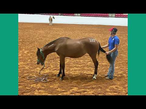 2022 Fort Worth Extreme Mustang Makeover Youth CHAMPION!!!!! | Sweet Serendipity and Avery Proffitt