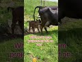 Big Cow Pooping Animals Entertaininganimals Funnyanimal Funny Funnyanimals