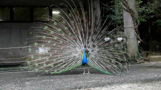 preview picture of video 'Courting peacock in Nago(EOS 7D)'