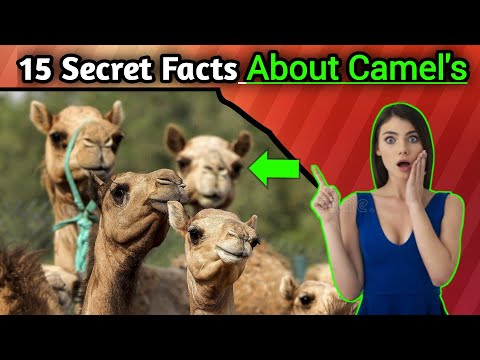 15 Secret And Amazing Facts About Camel's