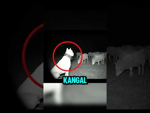 It’s 2AM… Watch How This Kangal Dog Reacts When Wolves Show Up