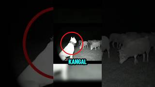 It’s 2AM… Watch How This Kangal Dog Reacts When Wolves Show Up