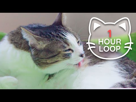 🎧 ASMR Cat Grooming 👅 #77 (1 HOUR LOOP)
