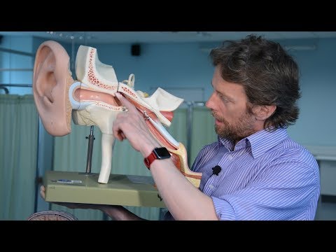 Middle ear (tympanic cavity) anatomy