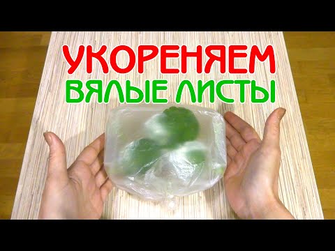 Укореняем вялые листы фиалки