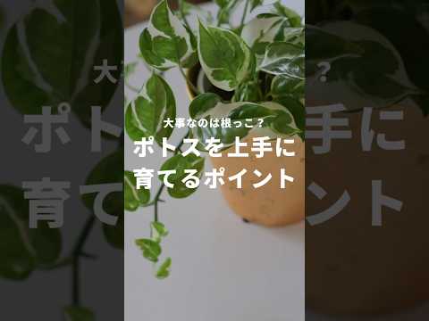 園芸 悪魔のツタ、ポトス