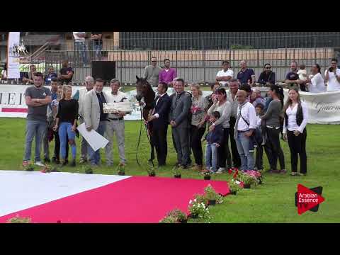 1st Place N.9 NEMESI REGALIS - 2017 Italian Nationals - Yearling Fillies Championship (Class 15)