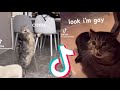 Funny Cats Speaking English Compilation Pt 1