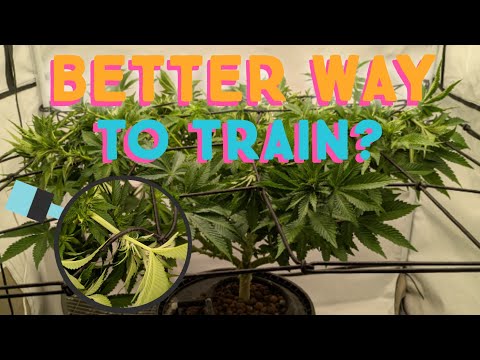 Scrog VS Mainlining - Training: Day One