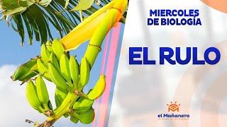 Miercoles de Biología – El Rulo