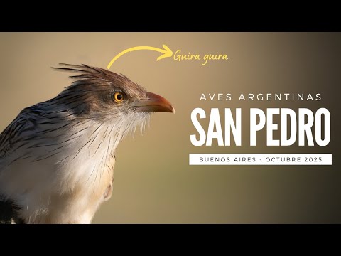Aves de San Pedro – Octubre 2025 | Vida silvestre en Buenos Aires
