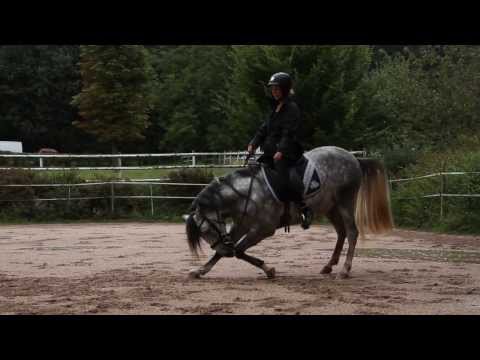 Aventurero macht Kompliment unter dem Sattel