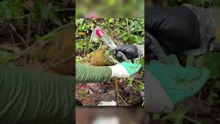 Sem Palavras - Paramos tudo depois de Encontrar tudo Isso no meio da Floresta - parte 2