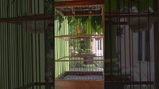 Download lagu dakun garut full nembak mp3 Download lagu dakun garut full nembak mp3