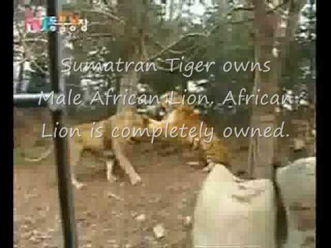 Sumatran Tiger completely owns Male African Lion.