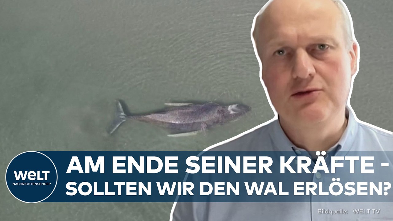 DRAMA AN DER OSTSEE: Todesstoß für den Buckelwal? Wal-Experte verrät, warum das keine gute Idee ist