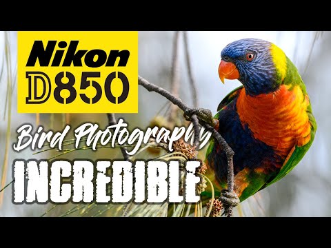 Nikon D850 Bird Photography | Beauty and the 45MP Beast!