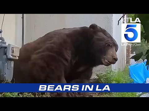 Bear encounters in LA homes and neighborhoods | SoCal's Wild Animals c - YouTube