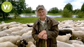 Most important job: these sheep are natural lawn mowers!