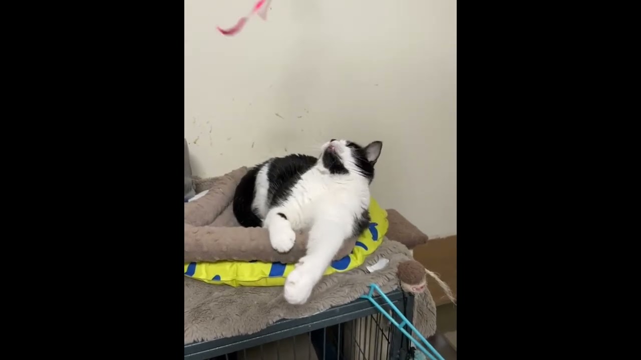 Enlarge Archie (special needs, bonded with Sequoia), a ADOPTABLE Domestic Short Hair in Toronto, ON video 6/6
