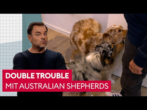 Warum gehen diese Hündinnen aufeinander los? | Der Hundeprofi