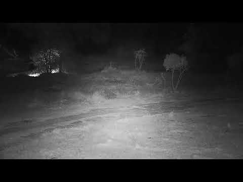 Djuma: Duiker gets drink at dam then walks around - 03:04 - 09/28/21