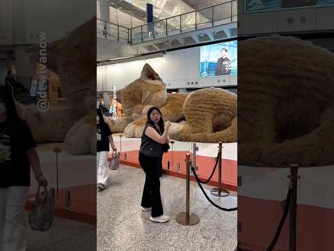 Kucing raksasa ini bisa gerak #dewivanow #bigcat #giantcat