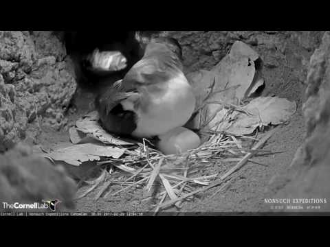 Nest Check Reveals Female Cahow is Back in the Burrow – Feb. 20, 2017
