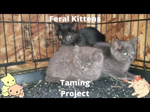 How to tame feral kittens for home adoption. Taming a kitten 101
