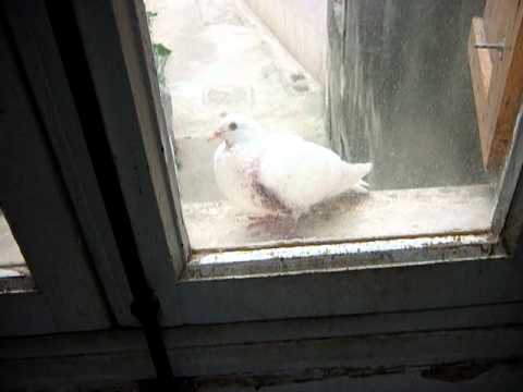 comment soigner un pigeon blessé a l'aile