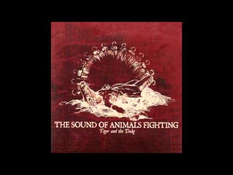 Chasing Suns - The Sound Of Animals Fighting