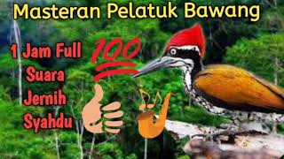 Download lagu Masteran Pelatuk Bawang Full 1 jam suara jernih syahdu mp3