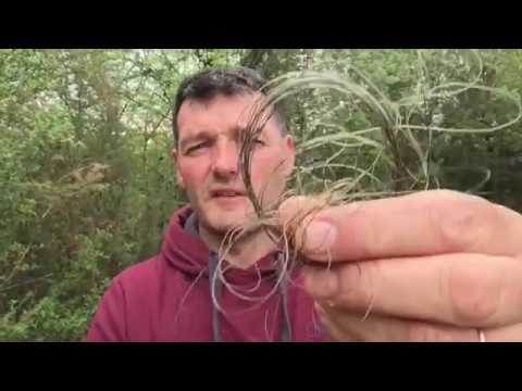 Hughes Blues - Why this nearly cost me a 40 lb carp