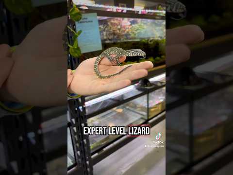 Creature Closeup Ep. 1 - Nile Monitor.              #lizard #reptile #nilemonitor #care #pet