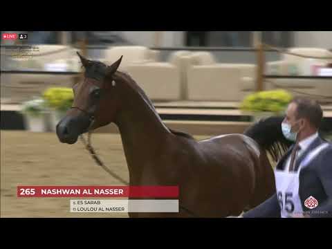 N 265 NASHWAN AL NASSER   23rd Qatar National Arabian Horse Show   Yearling Colts Class 6A