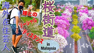 【インスタ映え！】マレーシアで桜スポット行ってみた結果